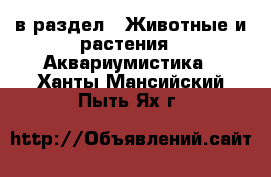  в раздел : Животные и растения » Аквариумистика . Ханты-Мансийский,Пыть-Ях г.